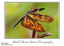 Rhyothemis pygmaea